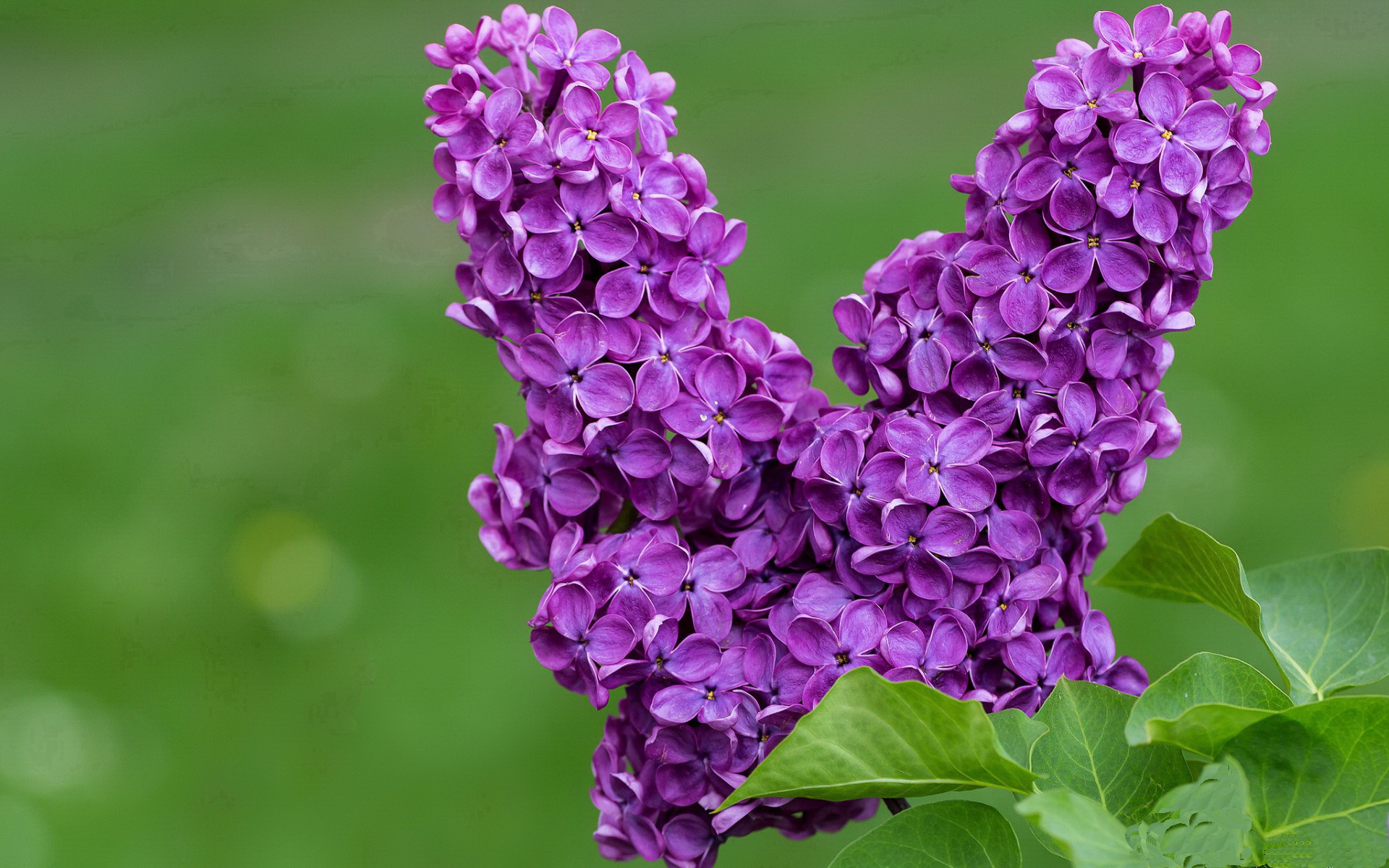 开云体育全站-_篮网继续领跑联盟，势不可挡_，全方位解读篮网