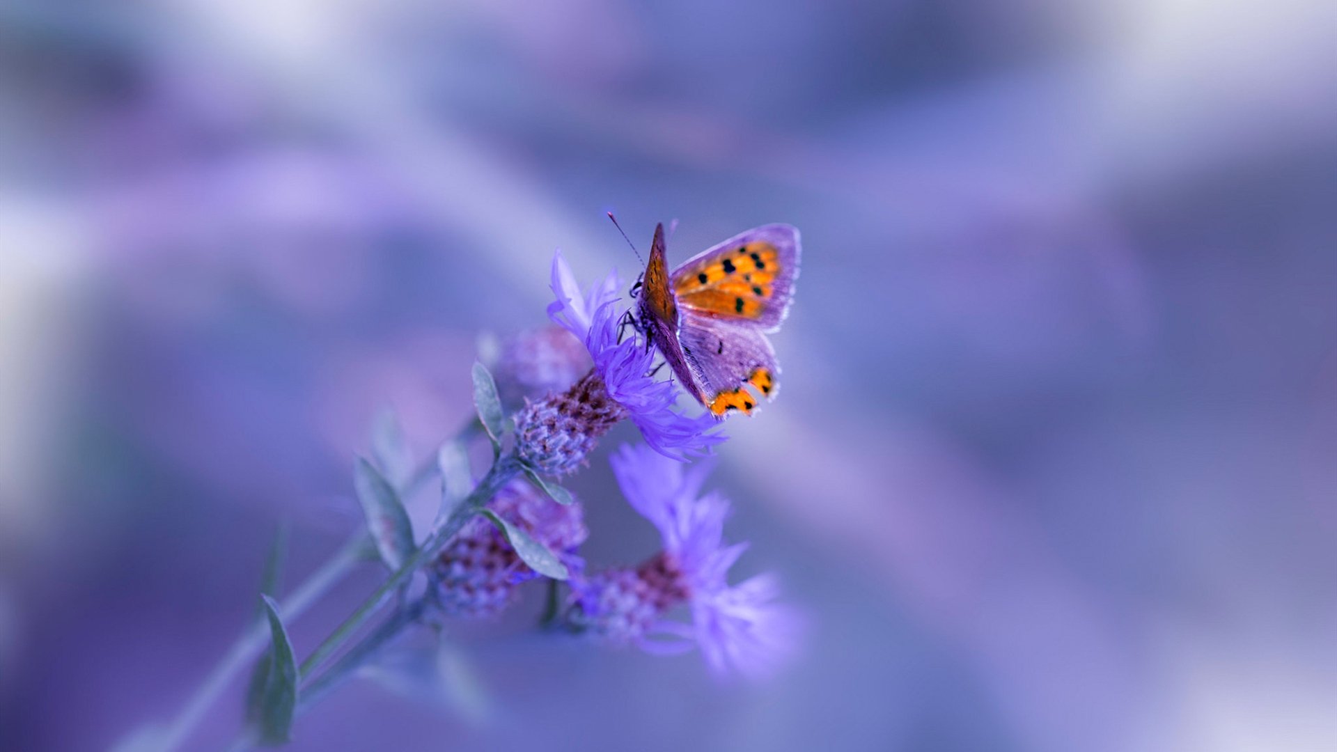 开云官网首页-_魔术逆境中崛起，连胜不断刷纪录_，魔术cull